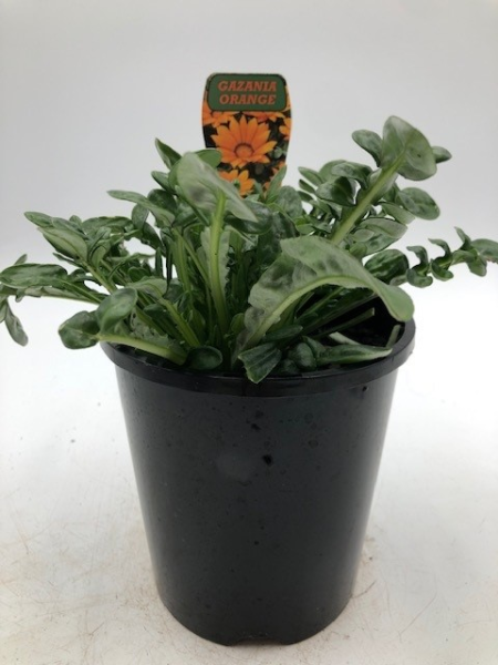 Gazania spp. Orange