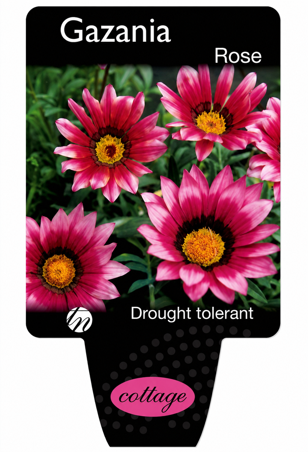 Gazania spp. Rose