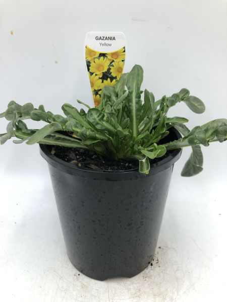 the plant broker