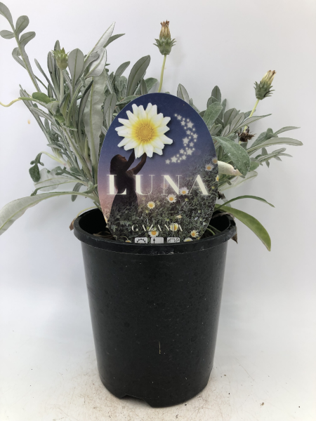 Gazania tomentosa Luna