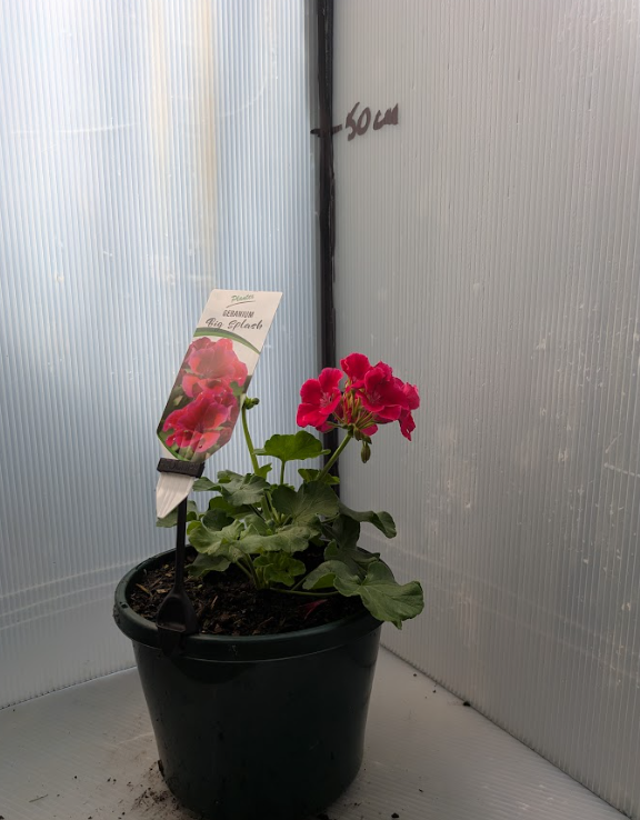 Geranium Big Splash