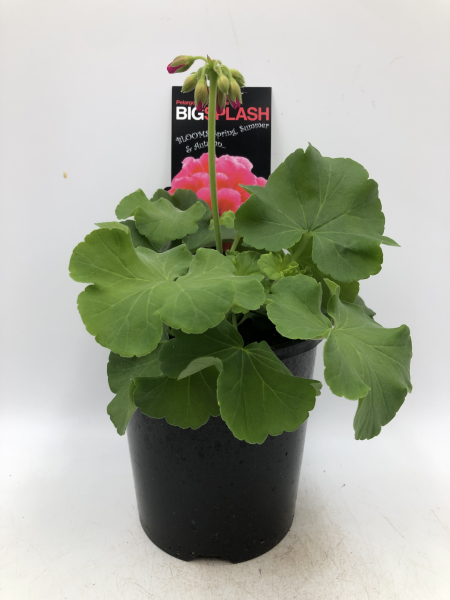 Geranium Big Splash