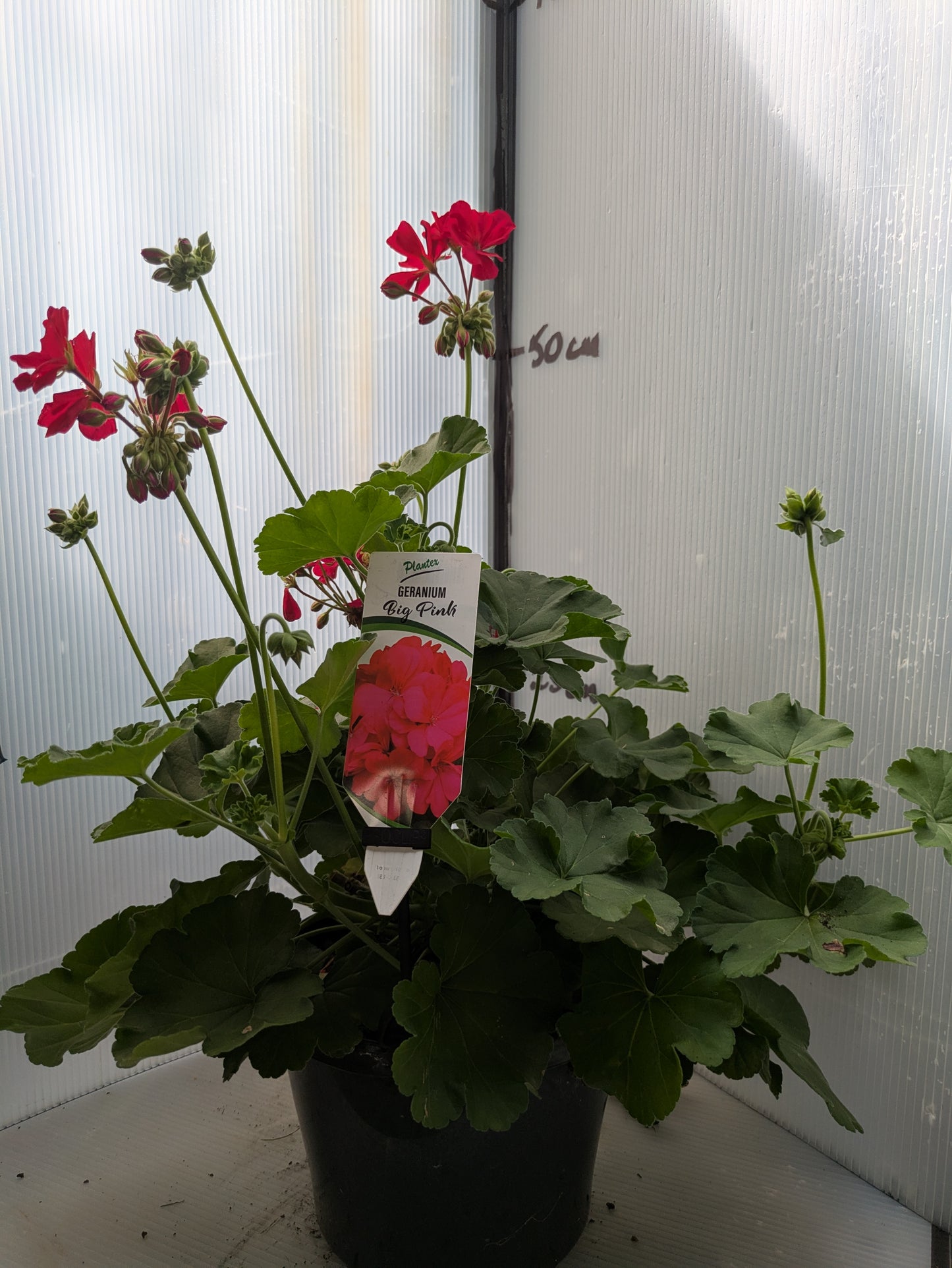 Geranium Caliope Big Pink