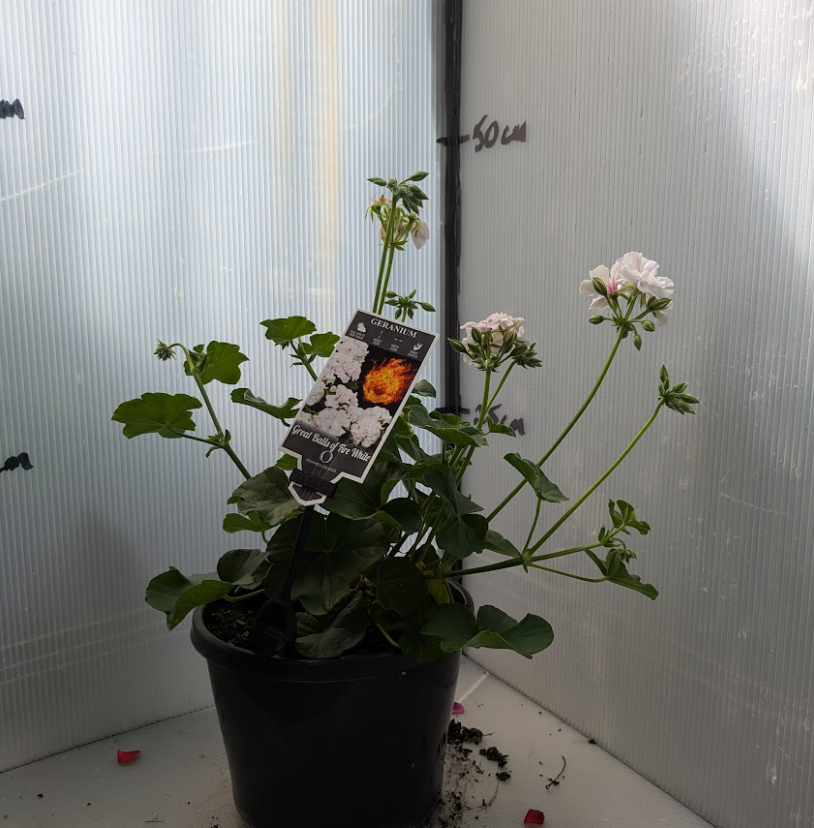Geranium Ivy - Great Balls of Fire White