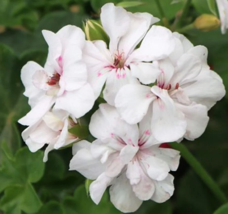 Geranium Ivy - Great Balls of Fire White