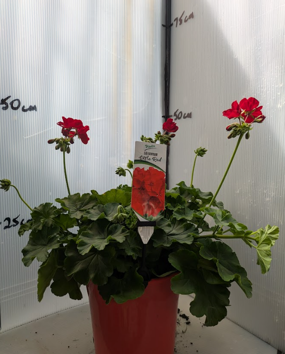Geranium Little Red