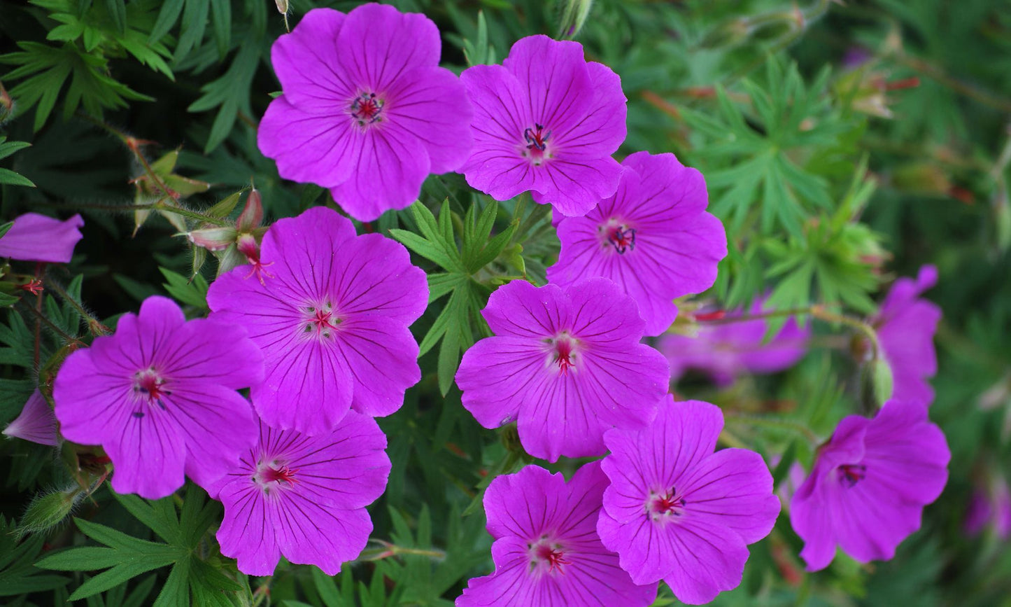 Geranium PARTY LIGHTS™ ‘Purple’