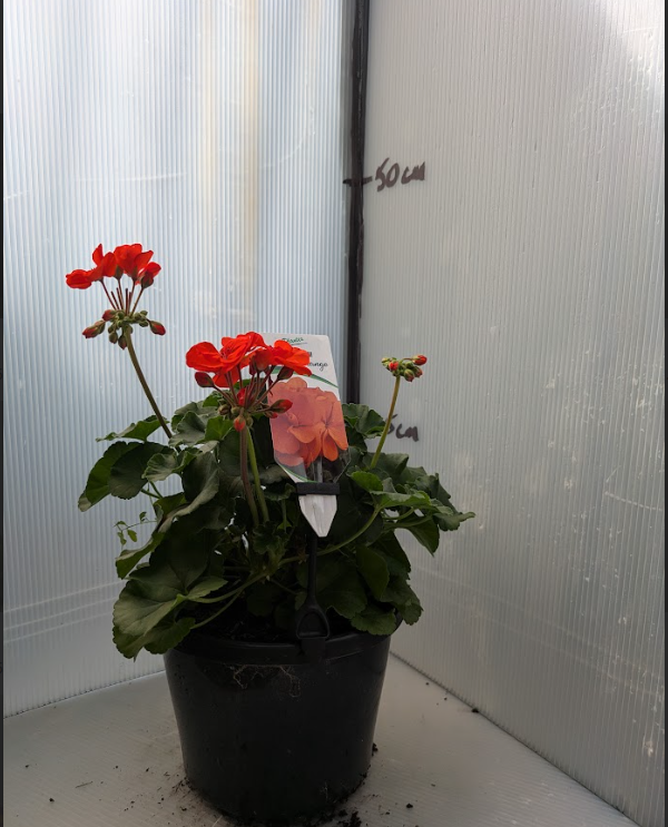 Geranium Savannah Oh So Orange