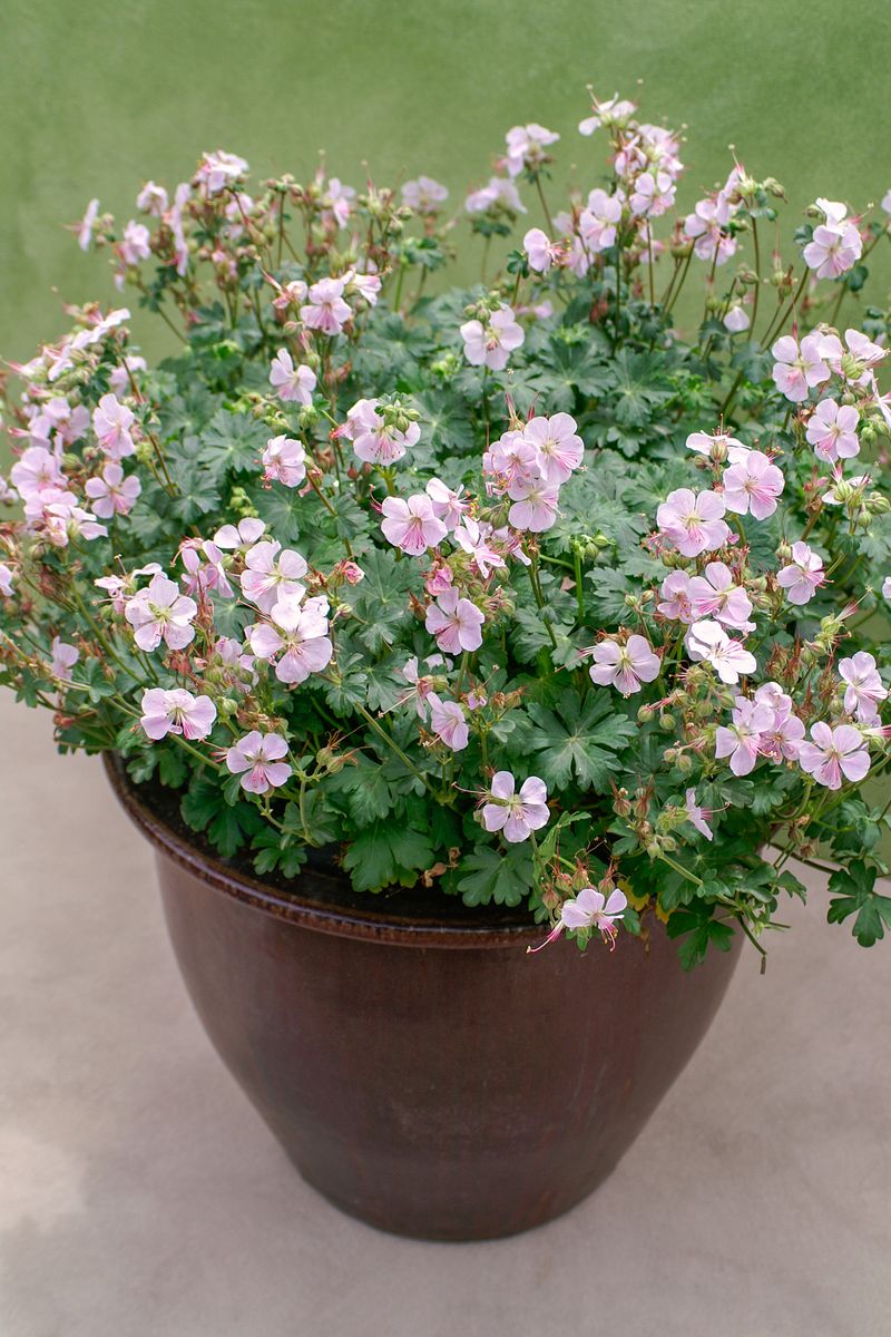 Geranium ‘Biokovo’
