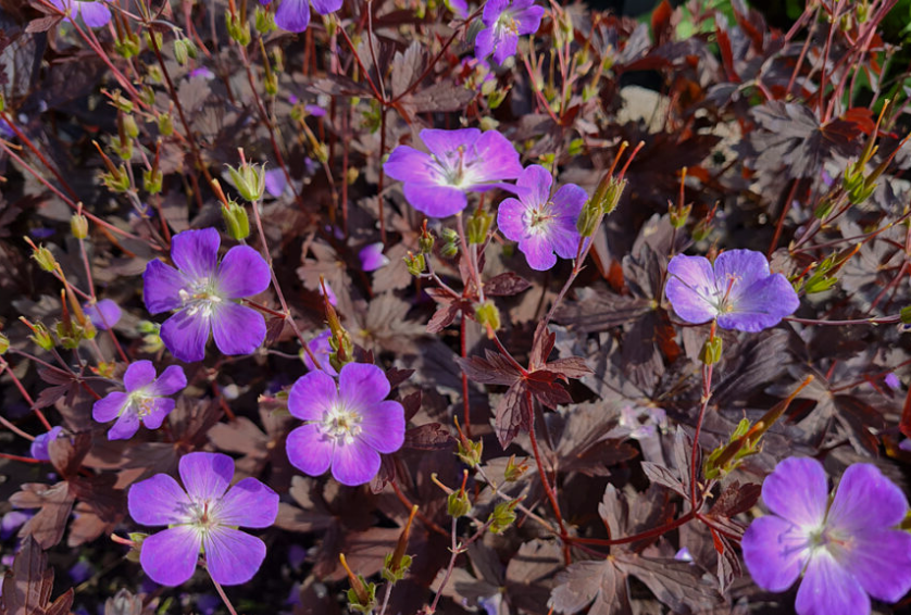 Geranium pratense Stormy Night