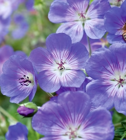 Geranium wallichianum x himalayense 'Rozanne' pbr