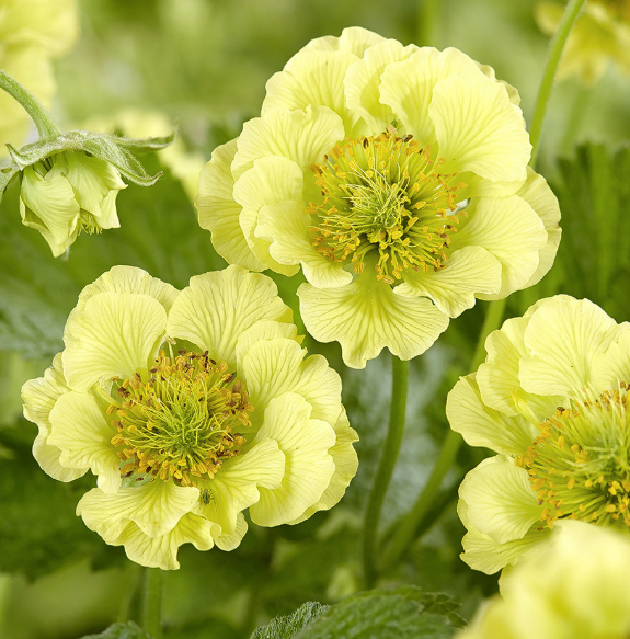 Geum Banana Daiquiri