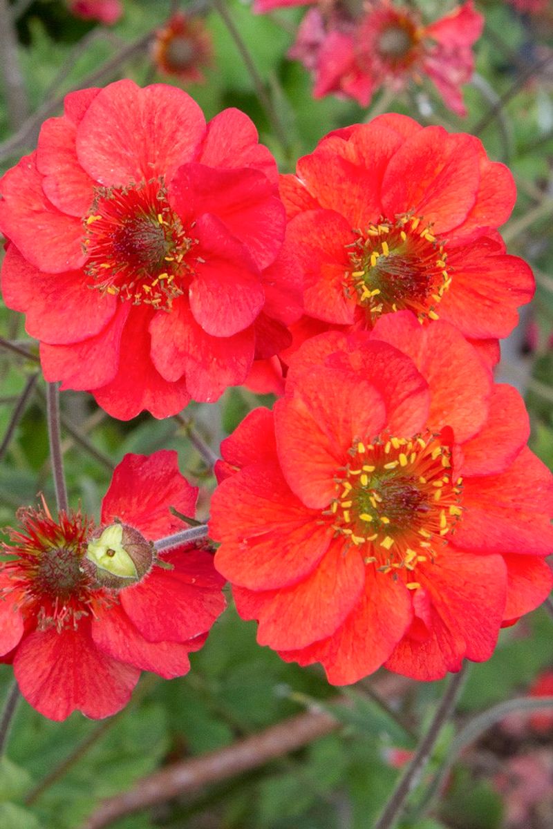 Geum JAZZY™ ‘Fiery Tempest’