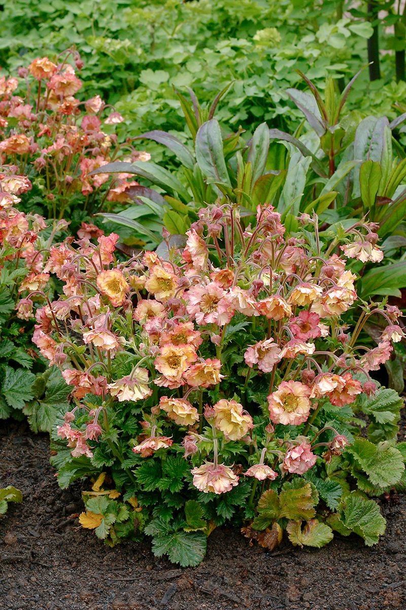 the plant broker