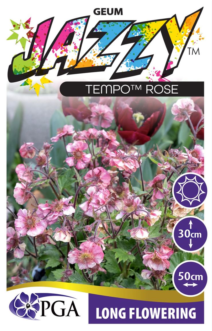 Geum JAZZY™ ‘Tempo Rose’
