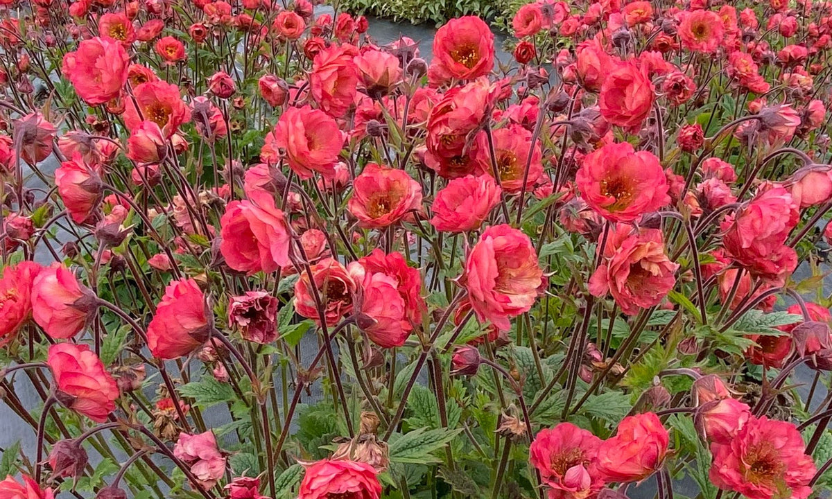Geum JAZZY™ ‘Tempo™ Coral’