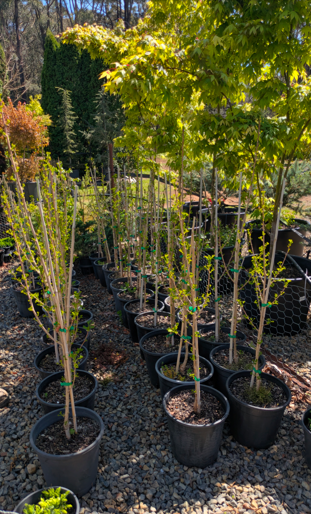 Ginkgo biloba 'Lemonlime Spire' pbr