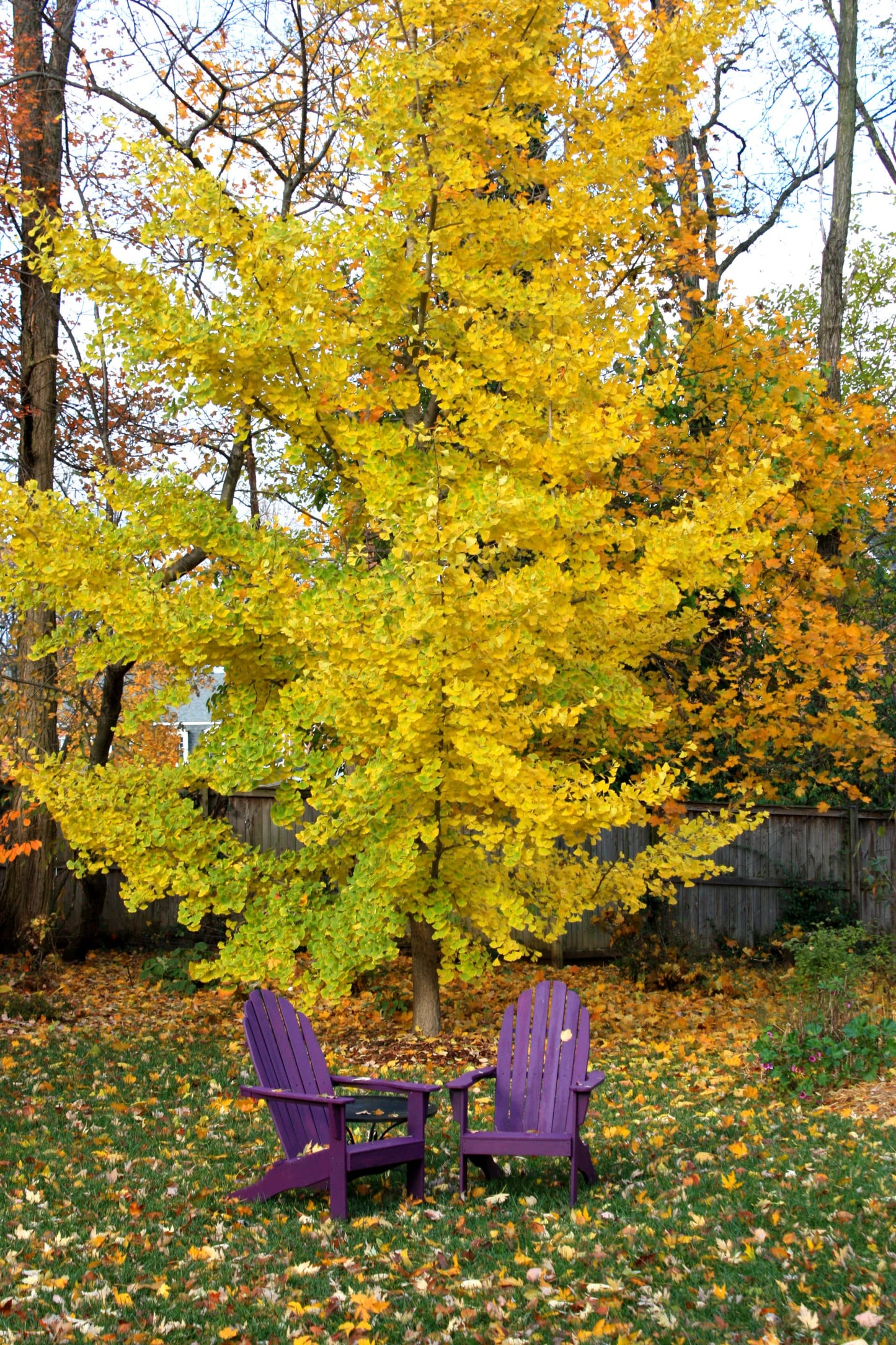 Ginkgo biloba