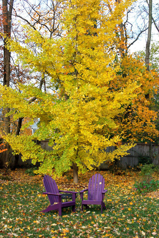 Ginkgo biloba