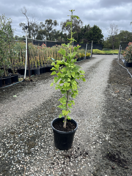 Ginkgo biloba