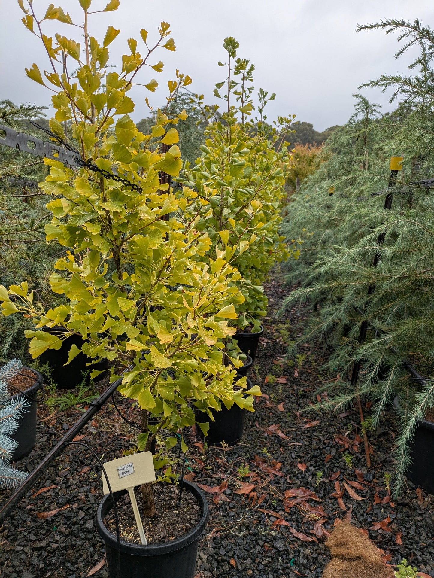Ginkgo biloba Fanfare