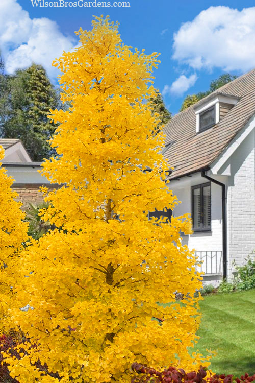 Ginkgo biloba Fastigiata