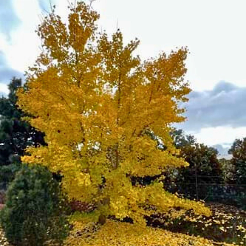 Ginkgo biloba Flagstaff form