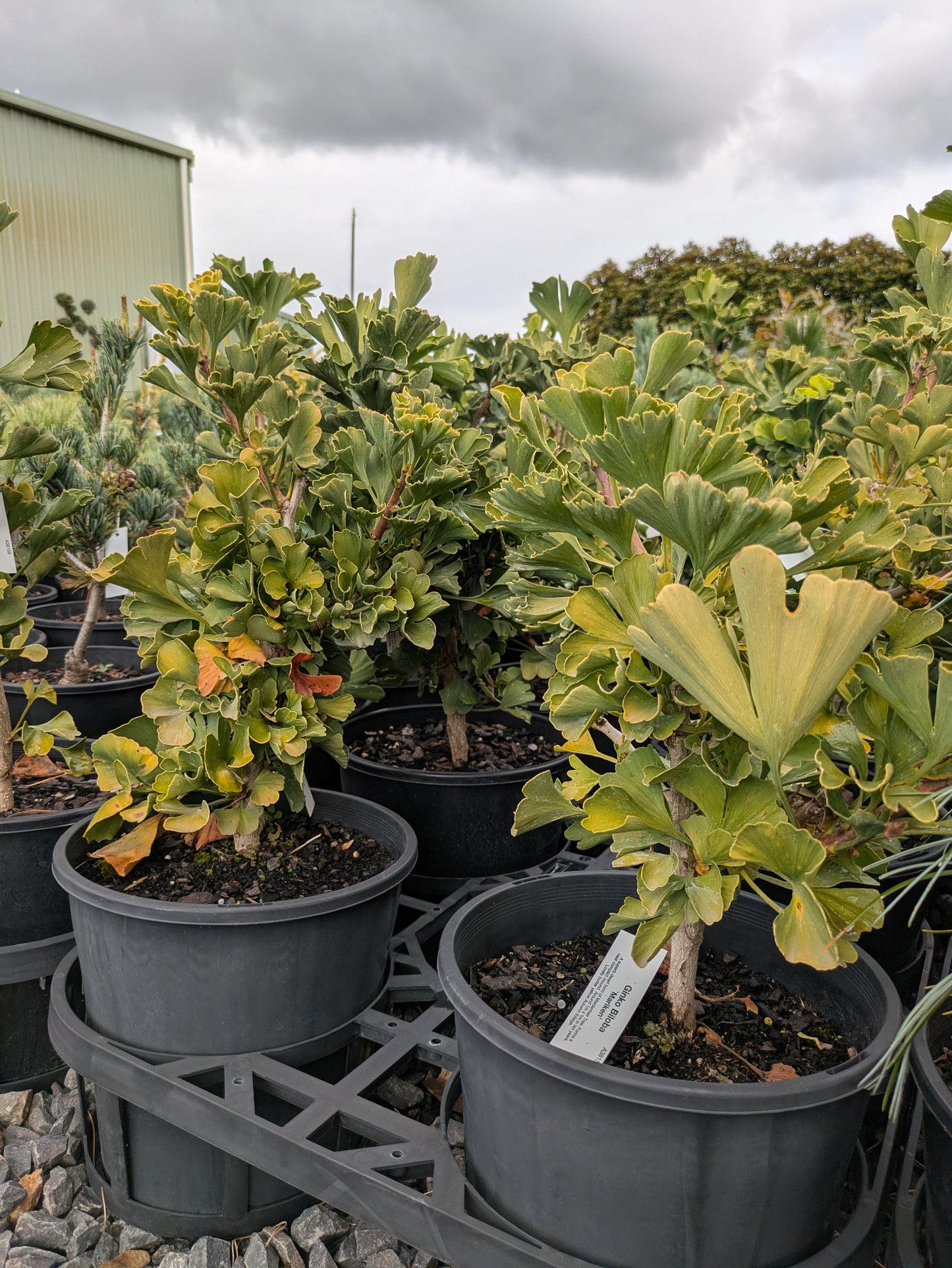 Ginkgo biloba Mariken