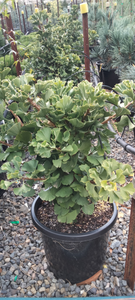 Ginkgo biloba Mariken