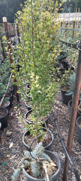 the plant broker