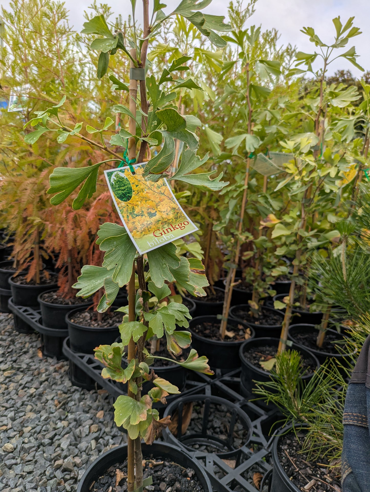 Ginkgo biloba