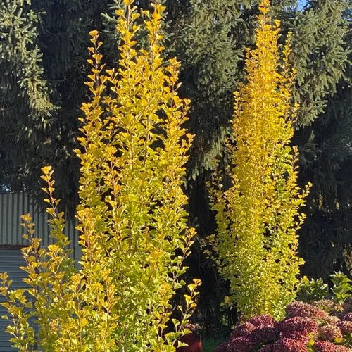 the plant broker
