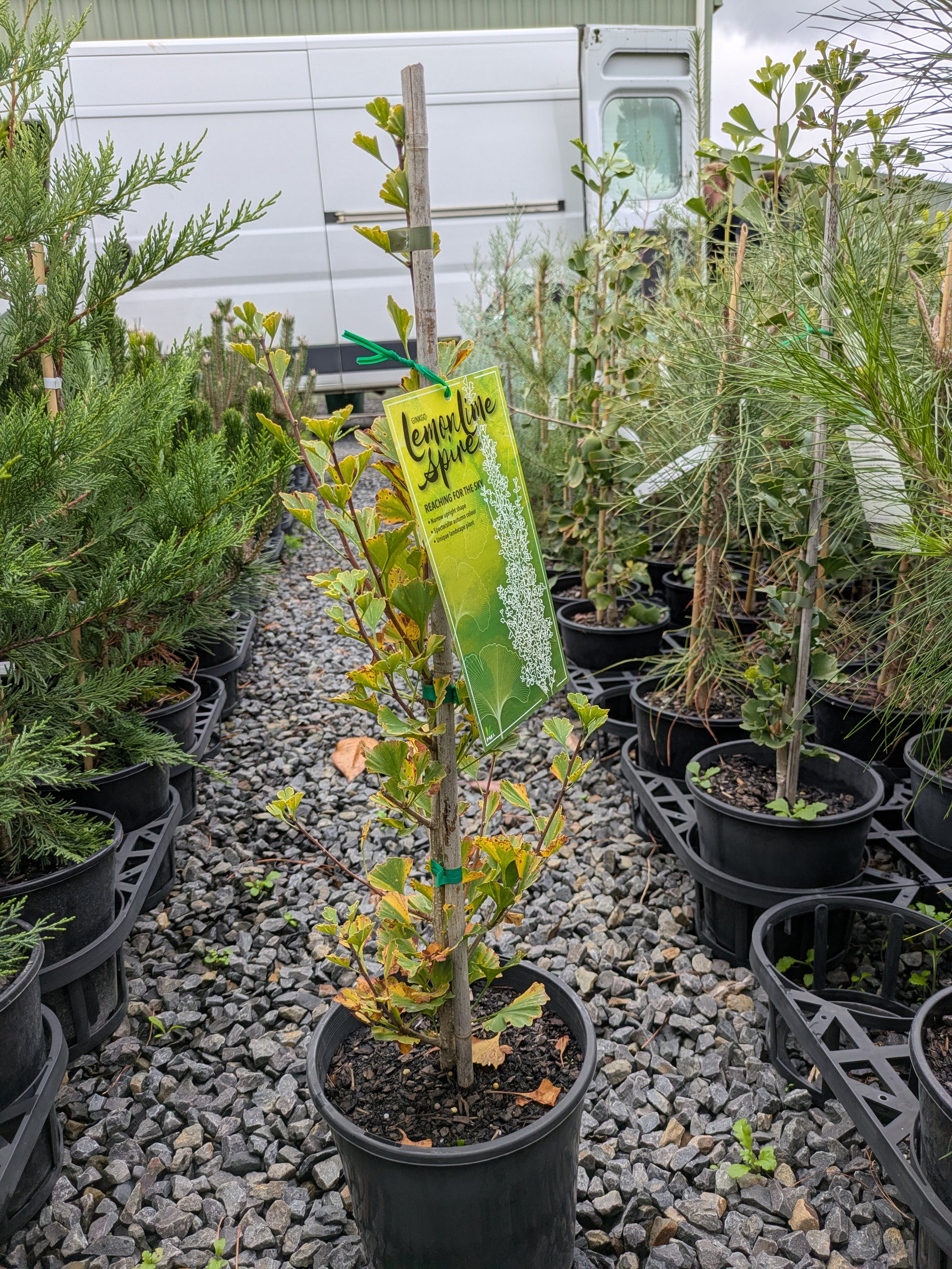 the plant broker