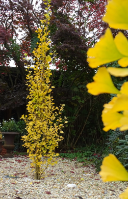 Ginkgobiloba_LemonlimeSpire_pbr
