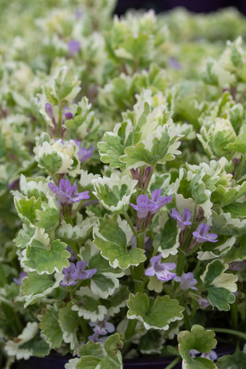 Glechoma ‘Creeping Charlie’
