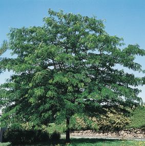 Gleditsia triacanthos var. Inermis Shademaster