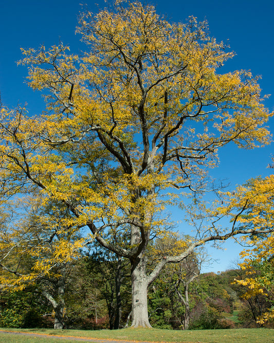 Gleditsia triacanthos var. inermis Elegantissima
