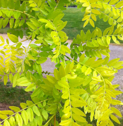 Gleditsia triacanthos var. inermis Sunburst