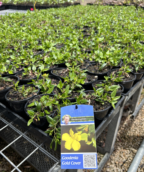 Goodenia ovata Gold Cover