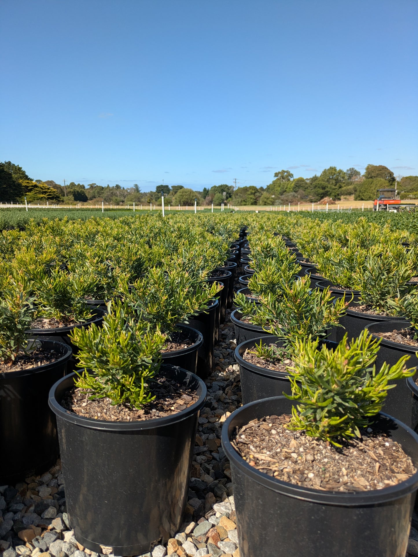 Grevillea Bonnie Prince Charlie