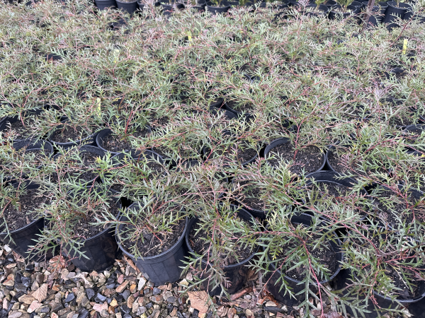 Grevillea Bronze Rambler