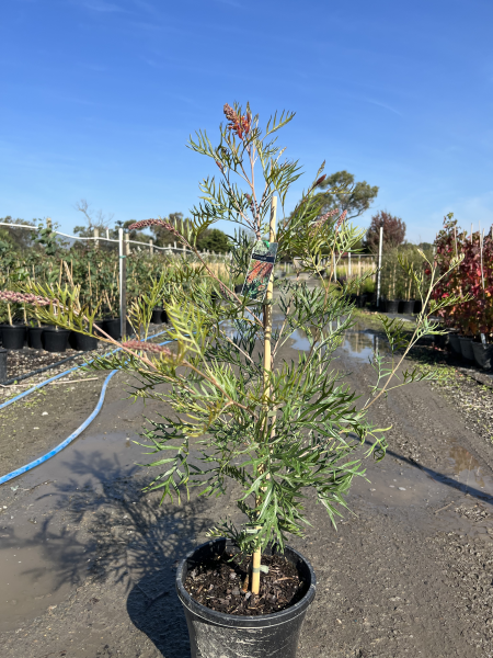 Grevillea Coconut Ice