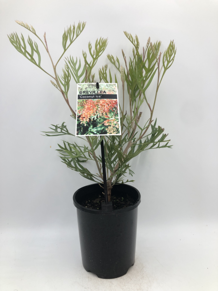 Grevillea Coconut Ice