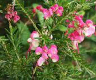 Grevillea Emma Charlotte
