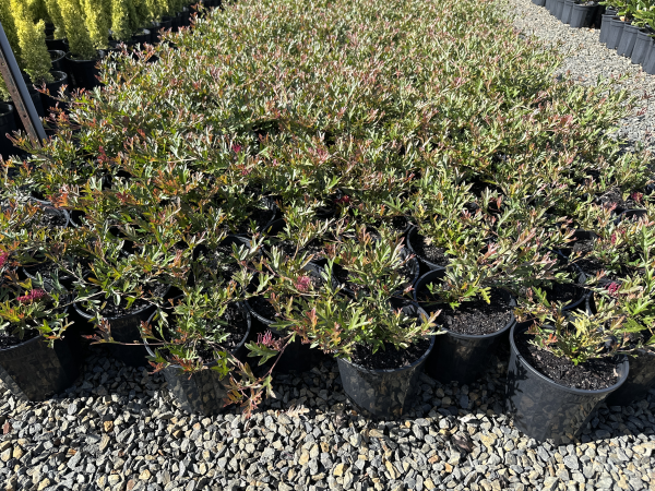 the plant broker