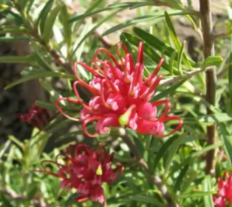 Grevillea Gin Gin Jewel