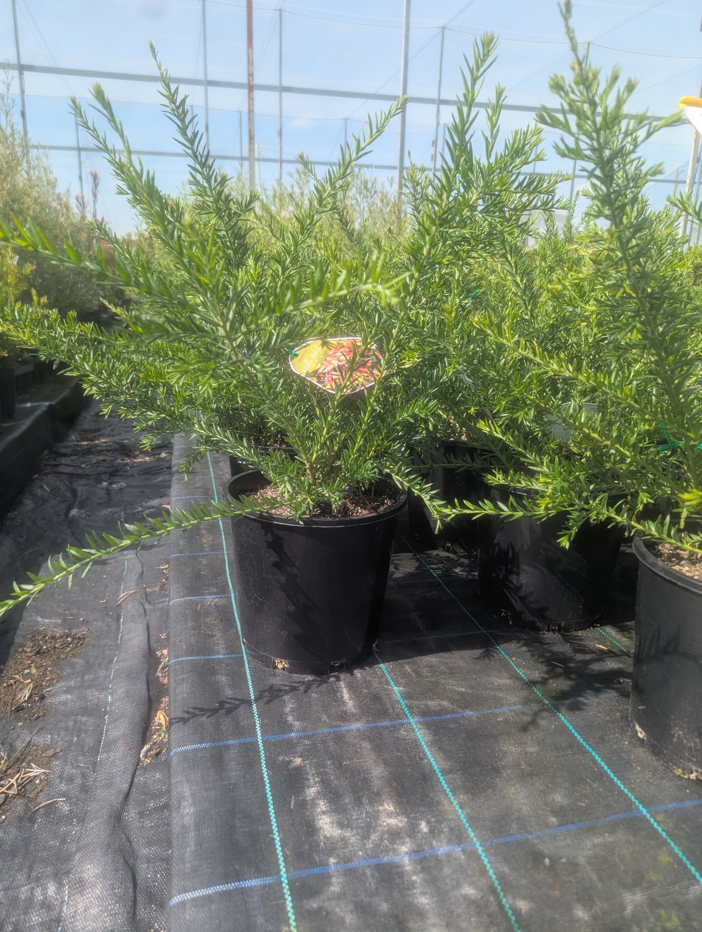 Grevillea Hills Jubilee