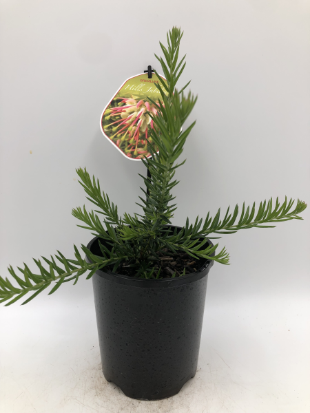 the plant broker