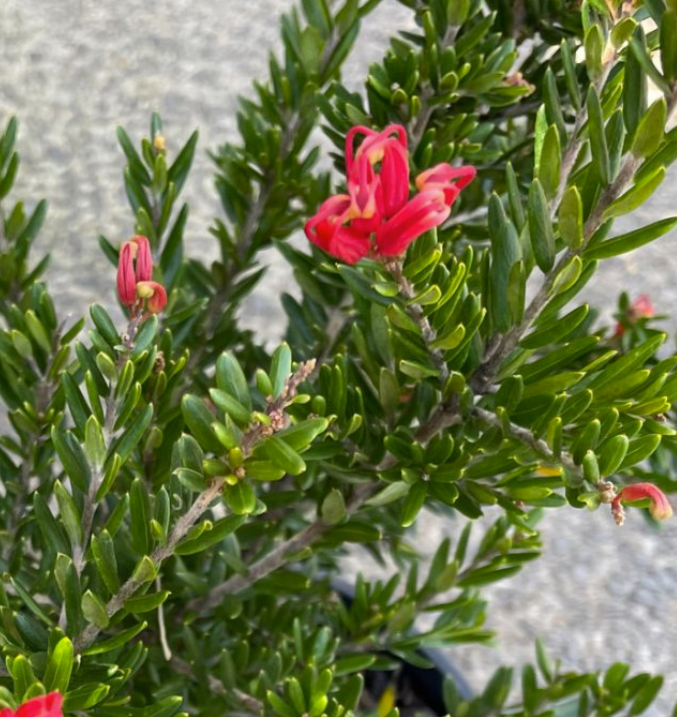 Grevillea Knockout