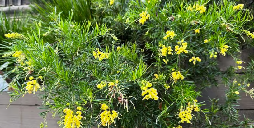 Grevillea Lemon Daze